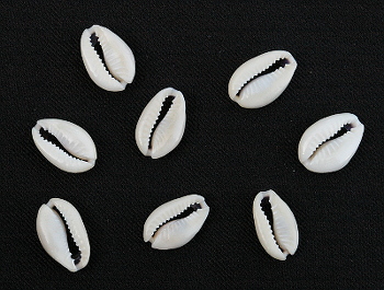 子安貝 / COWRIE