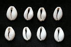 子安貝/COWRIE