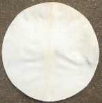 ヤギ皮 パキスタン Pakistan Goat Skin