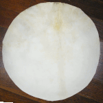 ヤギ皮 パキスタン Pakistan Goat Skin