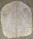 ヤギ皮 毛剃り 西アフリカ産 Goat Skin Shave