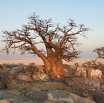 アフリカ音楽文化交流会 africanmusiccultureniigata.jimdo.com 